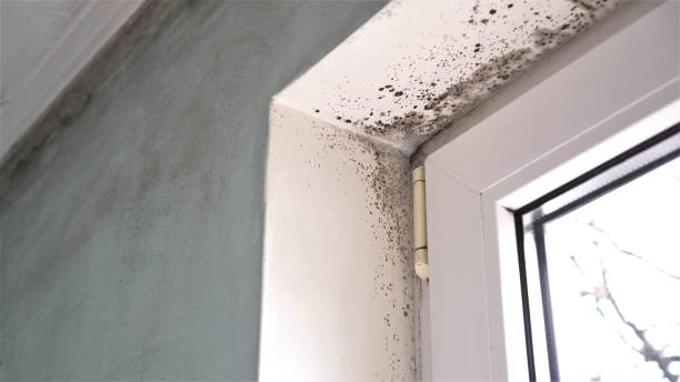 Best Industrial Mold Remediation  in Mount Sterling, OH