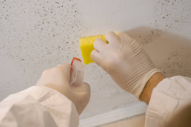 Best Air Quality Testing for Mold Spores  in Mount Sterling, OH