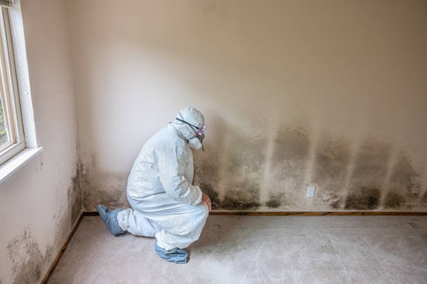 Best Crawl Space Mold Remediation  in Mount Sterling, OH