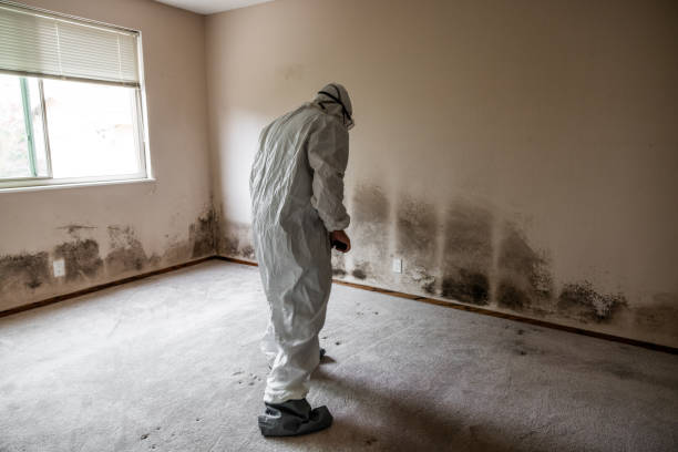 Best Black Mold Removal  in Mount Sterling, OH